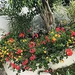 Terracotta فندق 4*